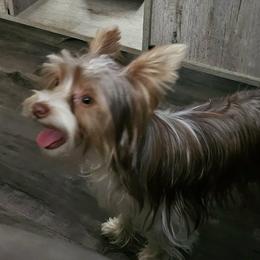 Josie - Chocolate, tan and white female Yorkshire Terrier puppy in Bucyrus, Ohio from Dyer's Beauties