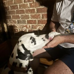 June - White and black female Dalmatian puppy in Columbia, Mississippi from River Bend Barkery