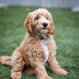Rayne - Red  female Goldendoodle puppy in Boise, Idaho from Goldendoodle Baby