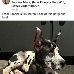 Great Dane Puppies from Sovereignty Woods Great Danes