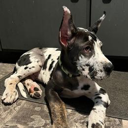 Great Dane Puppies from Sovereignty Woods Great Danes