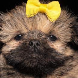 Girl 2 yellow bow - Brindle female Shih Tzu puppy in Marion County, Tennessee from Jenkins Puppy Paradise