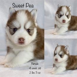 Sweet Pea - Chocolate female Pomsky puppy in Denham Springs, Louisiana from Bayouland Pomskies