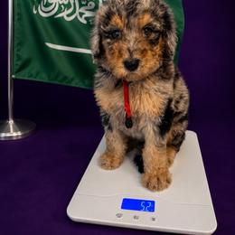 Saudi Arabia - Merle female Goldendoodle puppy in Houston, Texas from Were The Mack'Doodles