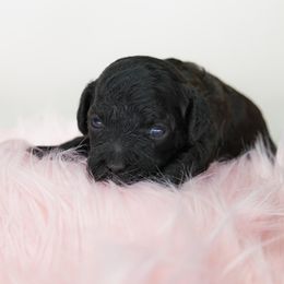 Abby - Black female Poodle puppy in Weston, Florida from Miami Toy Poodles