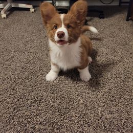 American Corgi puppies from Silver Moon Cardigan and American Corgis