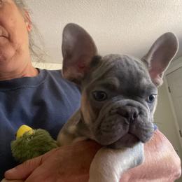 French Bulldog puppies from High Plains French Bulldogs,Boston Terriers and Frenchtons.