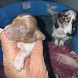 Boy 1 - Chocolate and tan male Dachshund puppy in Paisley, Florida from Pantheon Dachshunds