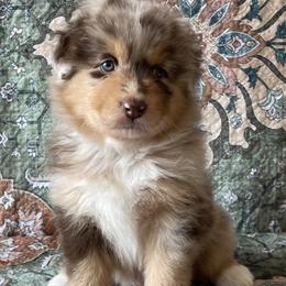 Cupcake - Red merle male Australian Shepherd puppy in Boulder, Colorado from Noble Standard Australian Shepherds