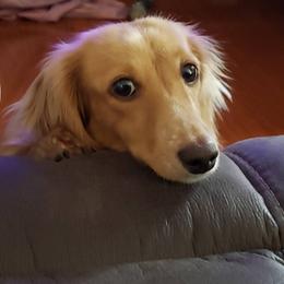 WhisperScout - Cream female Dachshund puppy in Gatesville, Texas from CJ's Dach Dynasty