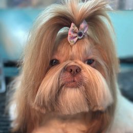 Mocha - Shih Tzu