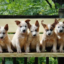 Australian Cattle Dogs from Iron Horse ACDs