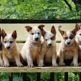 Australian Cattle Dogs from Iron Horse ACDs