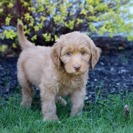Artemis - Caramel red male Australian Labradoodle puppy in Williamstown, New York from Lewis Manor Labradoodles
