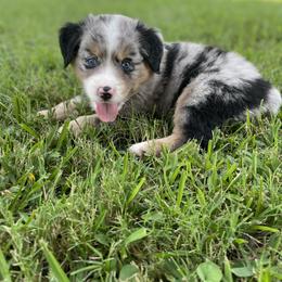 Miniature Australian Shepherd Puppies from Tin Rag Australian Shepherds