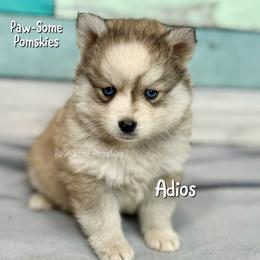 Adios - Silver and white male Pomsky puppy in Krum, Texas from Paw-Some Pomskies