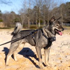 Hokkaido All Grown Up from Kogarashi Kennel 凩荘