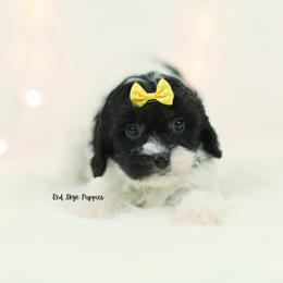 Ginger (Yellow Collar Girl) - Black and white female Cavapoo puppy in Republic, Missouri from Red Skye Puppies