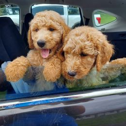 Goldendoodles from Roarke Goldendoodles