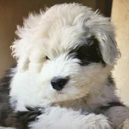 Old English Sheepdogs from Signature’s  Old English Sheepdogs