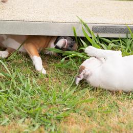 Staffordshire Bull Terrier Puppies from Vivace Staffords