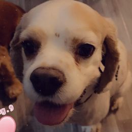 Dak - Cocker Spaniel