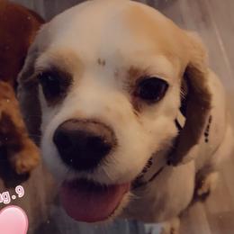 Dak - Cocker Spaniel