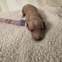 Liam - Cream male Dachshund puppy in Dayton, Ohio from Jen's Mini Dachshunds