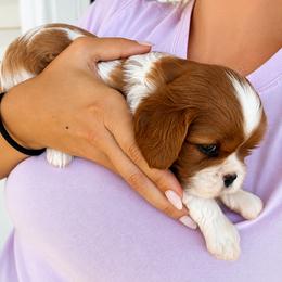 Beau - Blenheim male Cavalier King Charles Spaniel puppy in North Alabama And Middle Tennessee, Alabama from Cane Creek Cavaliers
