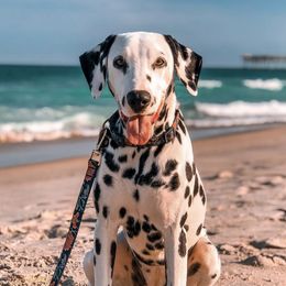 Finlee - Dalmatian