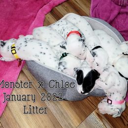 Dalmatian Puppies from County-Line Critters