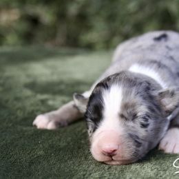 Jessie - Blue merle female Australian Shepherd puppy in Grapeland, Texas from Smokin K Aussies