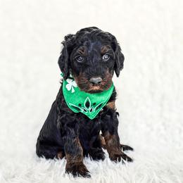 Atticus - Phantom male Bernedoodle puppy in Gaylord, Michigan from Dog Mom Co. Doodles