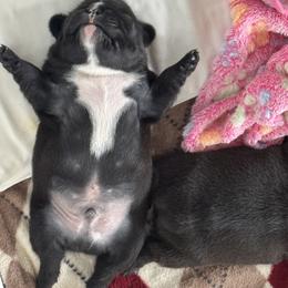 French Bulldog Puppies from Diamonds Frenchies