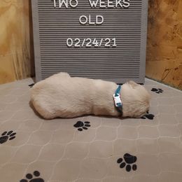 Golden Retriever Puppies from Akoya Kennels