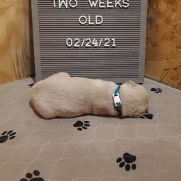 Golden Retriever Puppies from Akoya Kennels