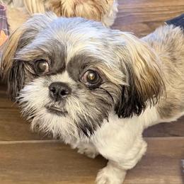 Bobby - Brindle and white male Shih Tzu puppy in Victorville, California from RUMBLE n TUMBLE