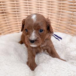 Muffin - Red female Cavapoo puppy in Apache Junction, Arizona from Coffey House Doodles