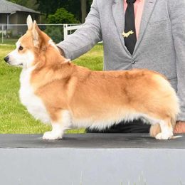 Pembroke Welsh Corgi puppies from Signature Corgis