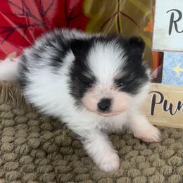 AKC Tyler - Black and tan parti male Pomeranian puppy in Byron, Georgia from Tracys Pom Palace