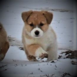 Pembroke Welsh Corgi Puppies from The Blessed Herd