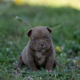Ida - Brown female American Bully puppy in Puyallup, Washington from Gamer Bullyz