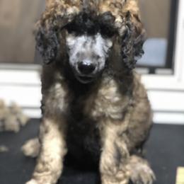 Poodle Puppies from Tails Up Standard Poodles