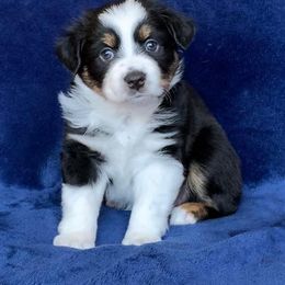 Aussiedoodle and Miniature Australian Shepherd Puppies from Maple Ridge Mini Aussies