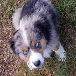 Miniature American Shepherd Puppies from MorningStar Miniature American Shepherds