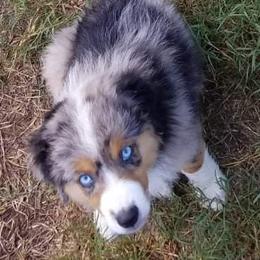 Miniature American Shepherd Puppies from MorningStar Miniature American Shepherds