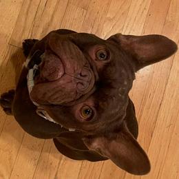 Dodger - French Bulldog