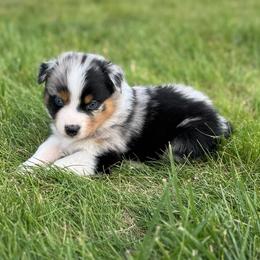 Lelo - Blue merle female Australian Shepherd puppy in Franktown, Colorado from Double NB Livestock LLC