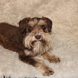 Katana - Miniature Schnauzer