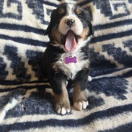 Bernese Mountain Dog Puppies from Berners of New Mexico